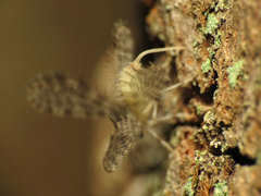 Nallachius americanus