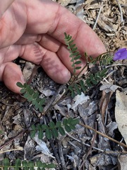 Swainsona brachycarpa