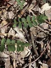 Swainsona brachycarpa