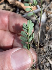 Swainsona brachycarpa
