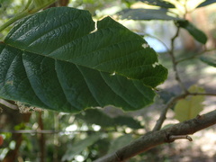 Ficus fraseri