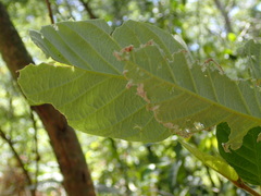 Ficus fraseri