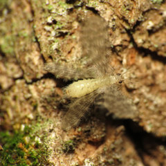 Nallachius americanus