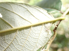 Ficus fraseri