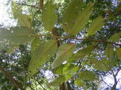 Ficus fraseri