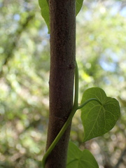 Ficus fraseri