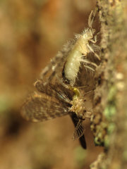 Nallachius americanus