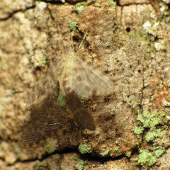 Nallachius americanus