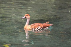 West Indian Whistling Duck photo 5