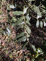 Diospyros australis