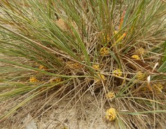 Lomandra collina