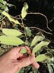Diospyros australis