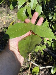 Micromelum minutum