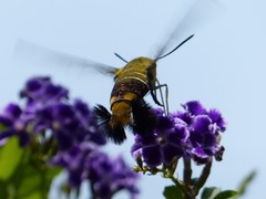 Cephonodes hylas
