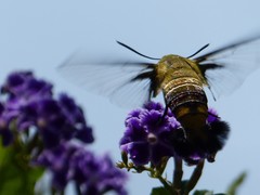 Cephonodes hylas