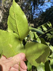 Micromelum minutum