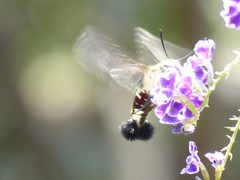 Cephonodes hylas