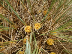 Lomandra collina