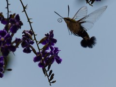 Cephonodes hylas