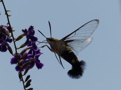 Cephonodes hylas