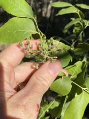 Micromelum minutum