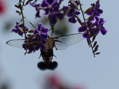 Cephonodes hylas