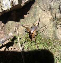 Diestrammena unicolor