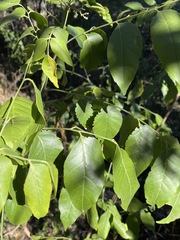 Micromelum minutum