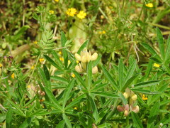 Lupinus gredensis