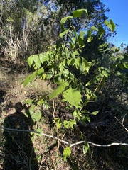 Micromelum minutum