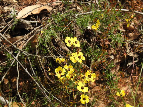 Image of Cistus ocymoides by (c) Duarte Frade, some rights reserved (CC BY)