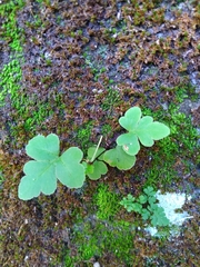 Doryopteris concolor
