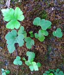 Doryopteris concolor