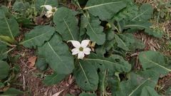 Jaborosa integrifolia