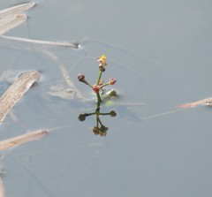 Sagittaria natans