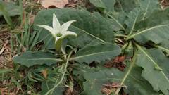 Jaborosa integrifolia