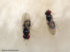 Mycodrosophila