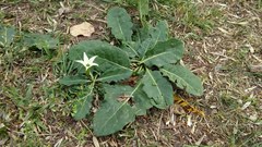Jaborosa integrifolia
