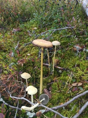 Protostropharia alcis