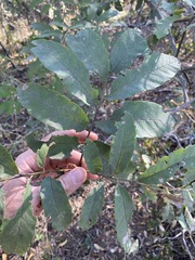 Cupaniopsis tomentella