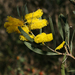 Acacia oncinophylla - Photo (c) Philip Bouchard, some rights reserved (CC BY-NC-ND)