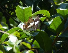 Polyura schreiber