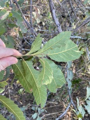 Cupaniopsis tomentella