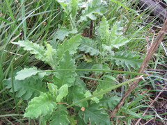 Senecio glomeratus glomeratus
