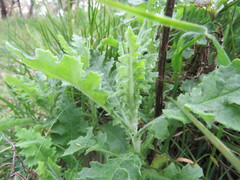 Senecio glomeratus glomeratus