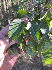 Excoecaria dallachyana