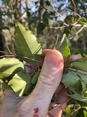 Excoecaria dallachyana