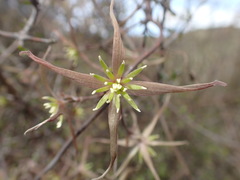 Clematis quadribracteolata