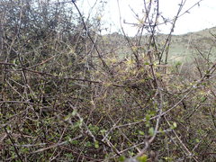 Clematis quadribracteolata