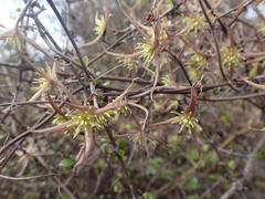 Clematis quadribracteolata